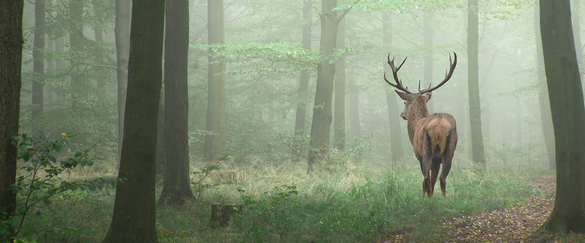 Stag standing alone in misty forest