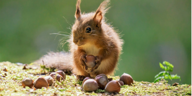 A cute red squirrel with protruding ears collects ripe nuts