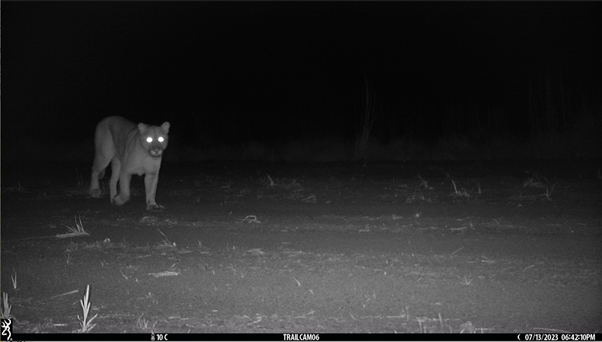 Trail Cam 13 07 2023 - Puma following a trail camera